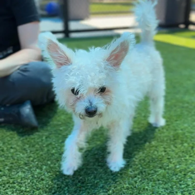 A young medium-sized male White / Cream Bichon Frise dog named Temu for adoption in Middletown, NY
