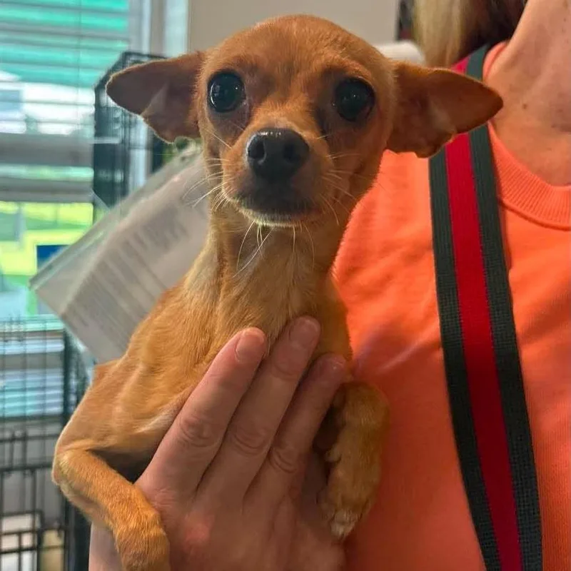 An adult small-sized female Chihuahua dog named Farrah for adoption in Tampa, FL
