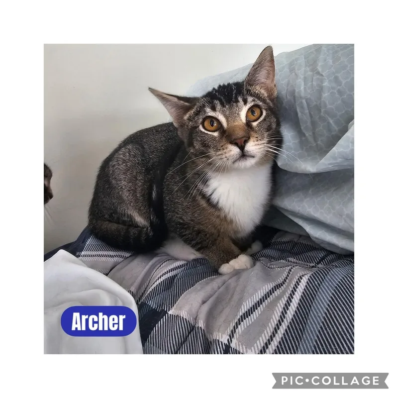 A baby medium-sized male Domestic Short Hair cat named Archer And Bellatrix for adoption in Freeland, MI