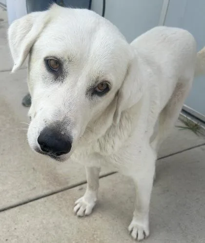 An adult large-sized female White / Cream Mixed Breed dog named Snowy for adoption in Georgetown, TX