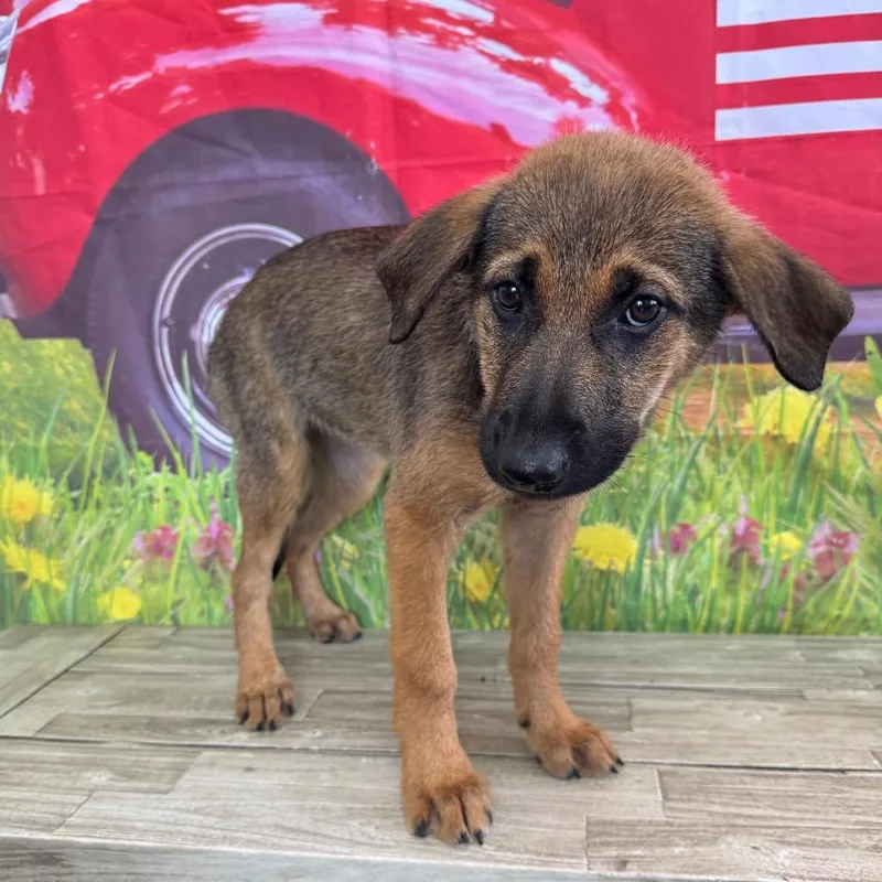A baby medium-sized female Black Shepherd dog named Jackie for adoption in Normal, IL