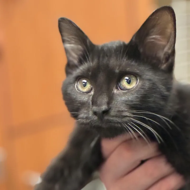 A baby small-sized female Black Domestic Short Hair cat named Sara Joe for adoption in South Elgin, IL