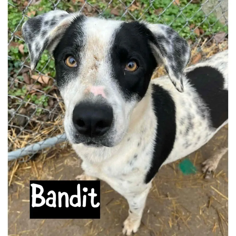 Bandit thumbnail 2