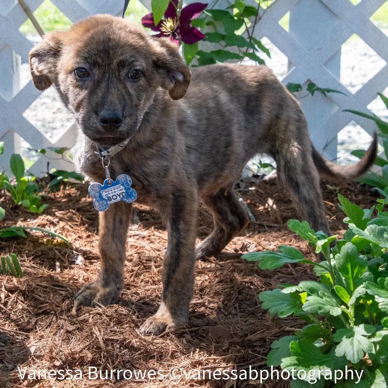 A baby small-sized male Brown / Chocolate Retriever dog named Boyd for adoption in Wake Forest, NC