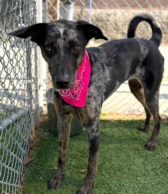 An adult large-sized female Mixed Breed dog named Josie for adoption in Columbia, SC