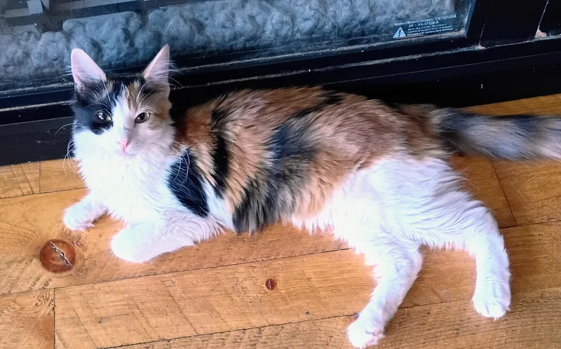 Artemis