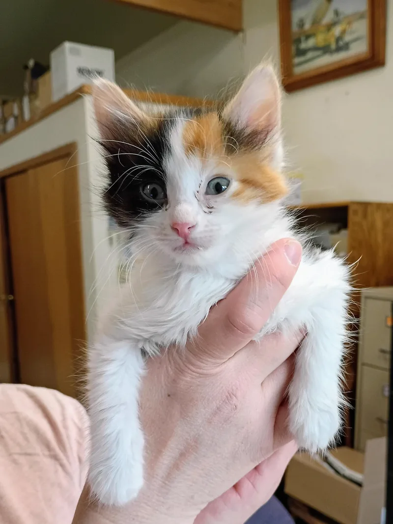 Artemis thumbnail 2