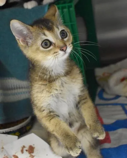 A baby small-sized female Domestic Short Hair cat named Lottie for adoption in West Seneca, NY