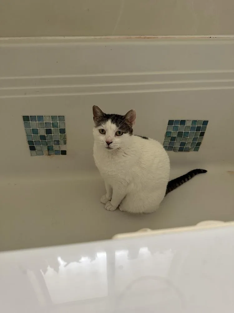 Sunshine thumbnail 3