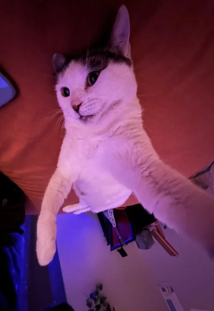 Sunshine thumbnail 4