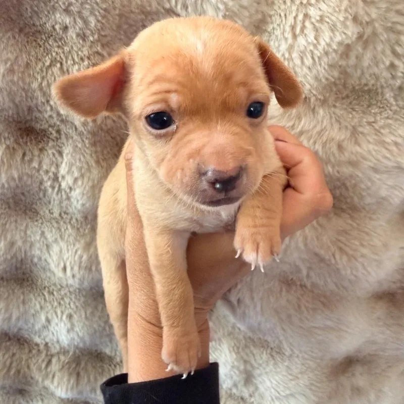 A baby small-sized male Apricot / Beige Rat Terrier dog named Thumper for adoption in Brentwood, CA