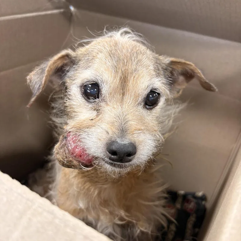 A baby small-sized female Brown / Chocolate Mixed Breed dog named Murphy for adoption in Newark, NJ