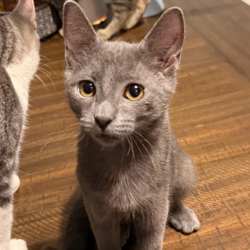 A baby small-sized female Gray / Blue / Silver Domestic Short Hair cat named Words Can Tell for adoption in Fredericksburg, VA