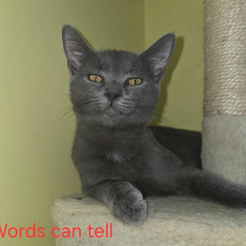 Words Can Tell thumbnail 5