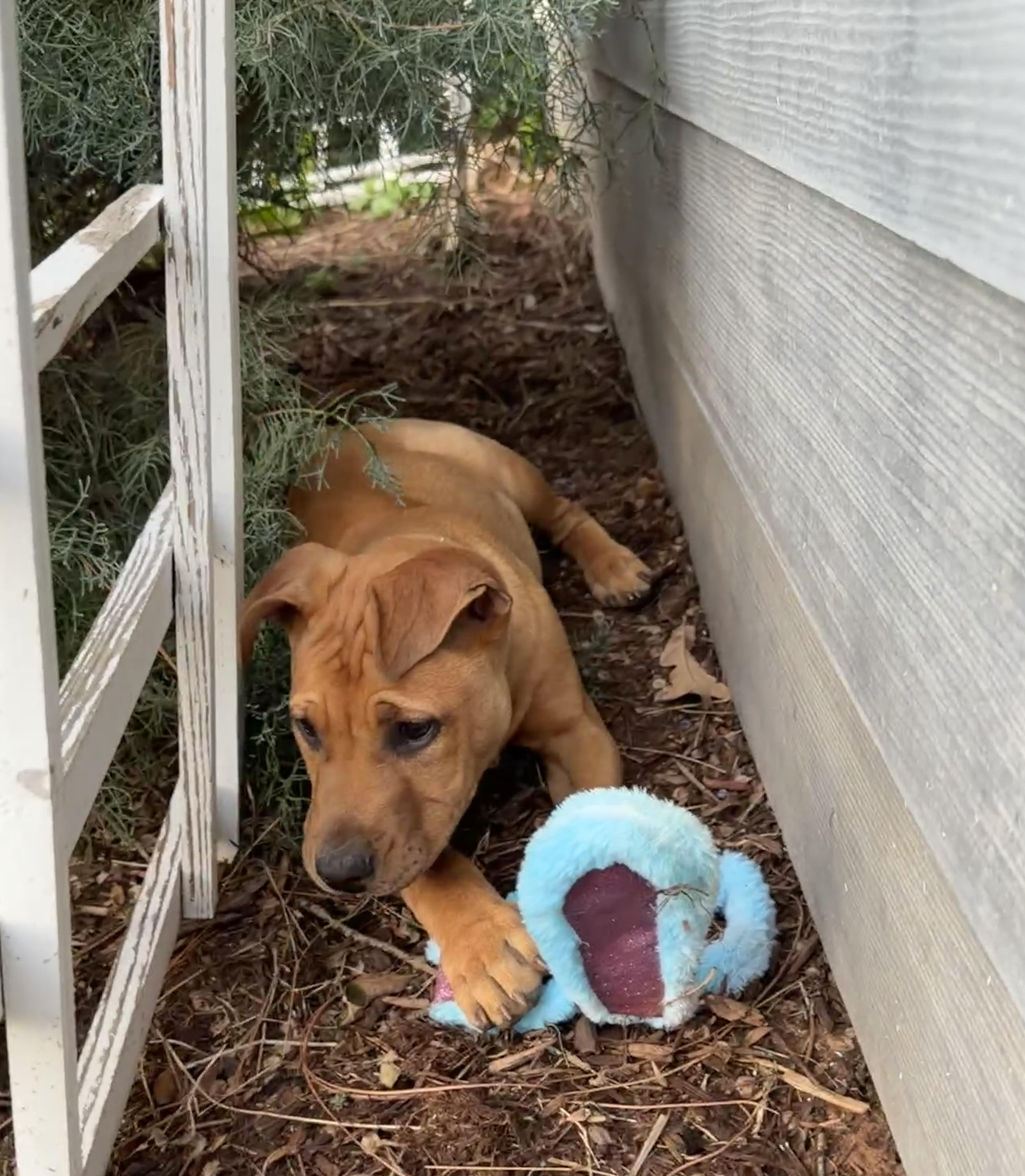 A young medium-sized female Black Mouth Cur dog named Diego for adoption in Oklahoma City, OK