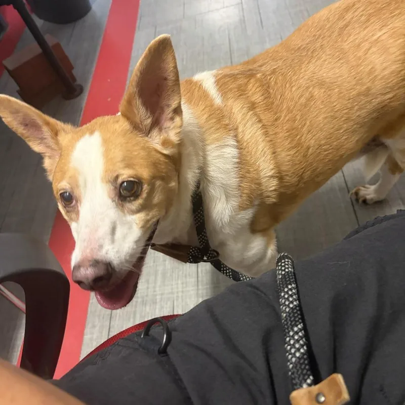 A senior medium-sized male Mixed Breed dog named Piper for adoption in Hinsdale, IL