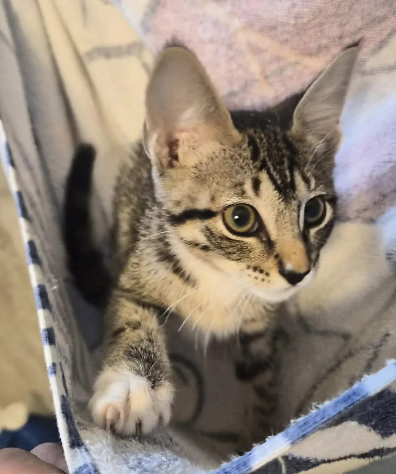 A baby medium-sized female Tabby cat named Capri for adoption in Montgomery, TX