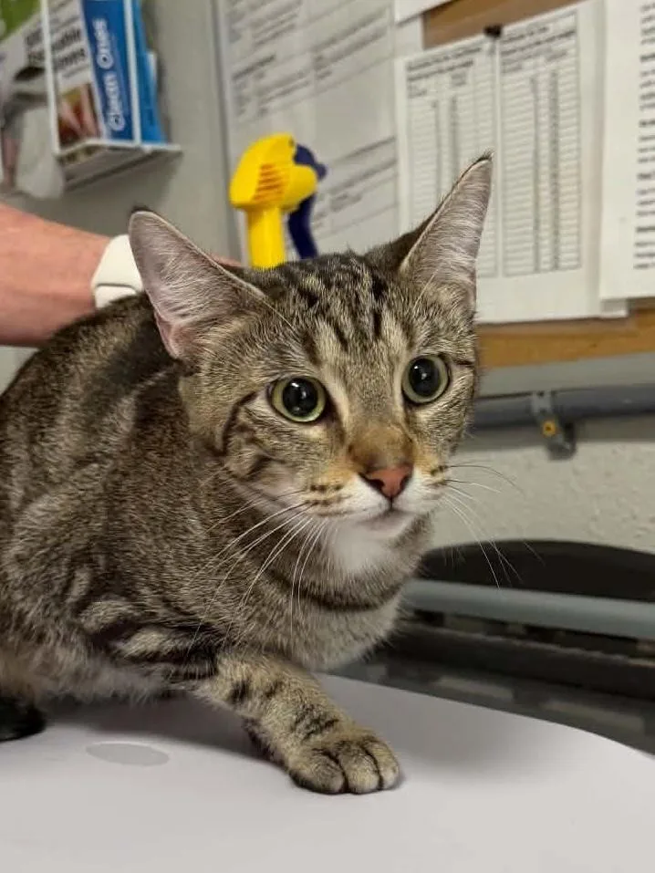 A young medium-sized female Domestic Short Hair cat named Eggnog for adoption in Bolivar, MO