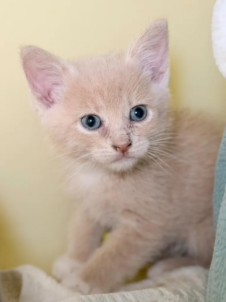 A baby medium-sized male Domestic Short Hair cat named Danny for adoption in Menomonie, WI