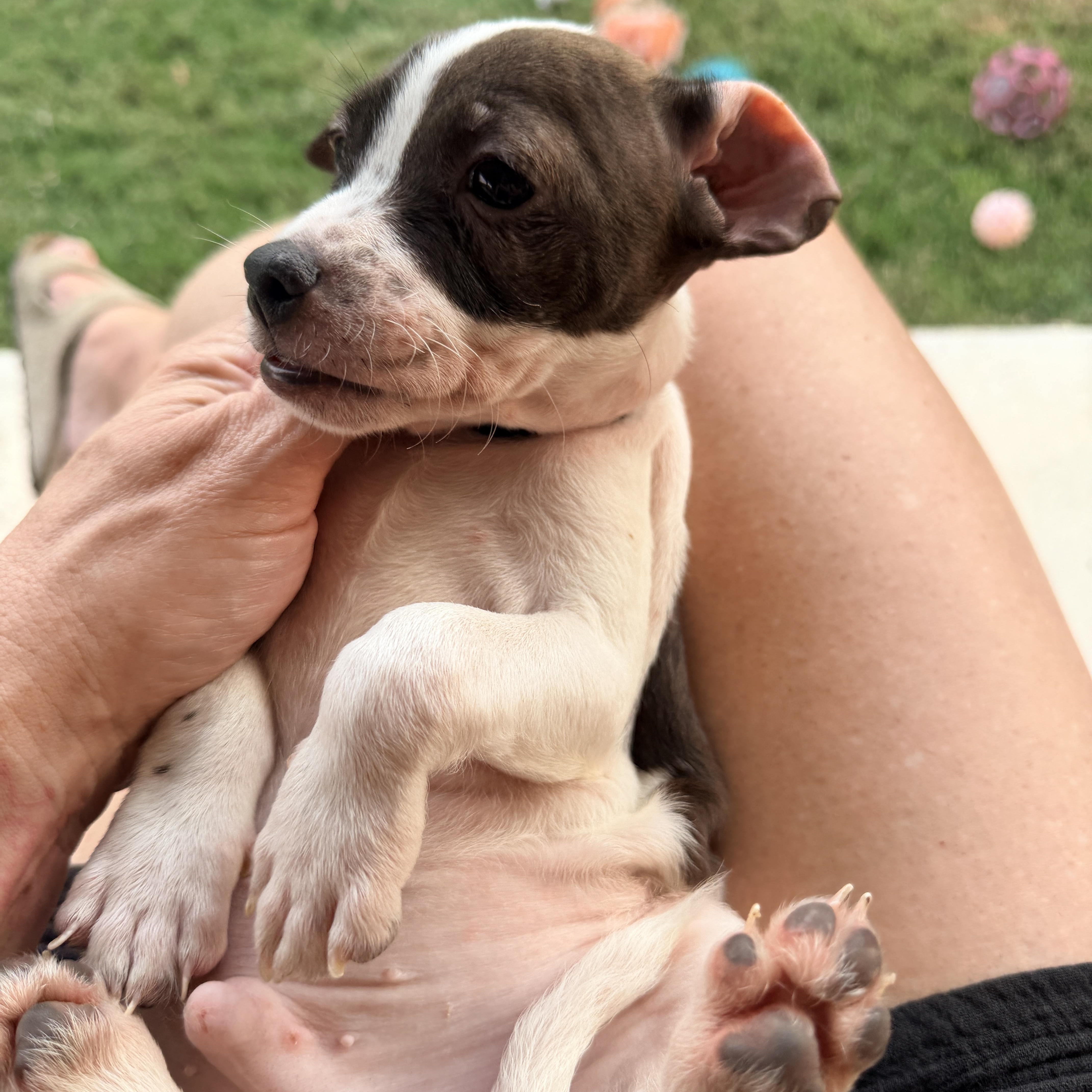 A baby small-sized male Chihuahua dog named Mickey for adoption in San Antonio, TX