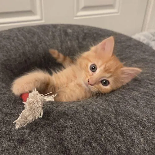 A baby small-sized male Tabby (Orange / Red) Domestic Short Hair cat named Torino for adoption in Knoxville, TN