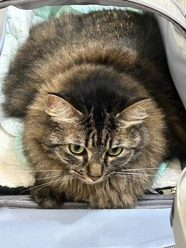 An adult medium-sized female Domestic Medium Hair cat named Bobbi Sue for adoption in Pineville, LA