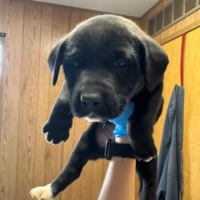 A baby small-sized female Black Mixed Breed dog named Haile Jade for adoption in Columbiana, AL