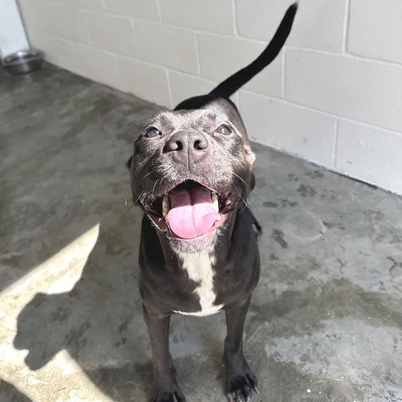 An adult medium-sized female Terrier dog named Queen for adoption in LOXAHATCHEE, FL