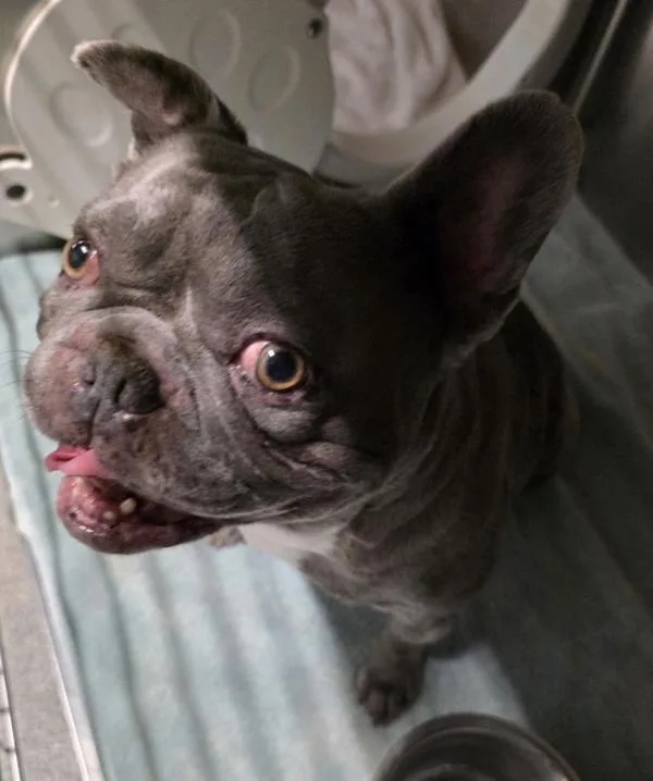 An adult small-sized male French Bulldog dog named Enzo for adoption in Escondido, CA