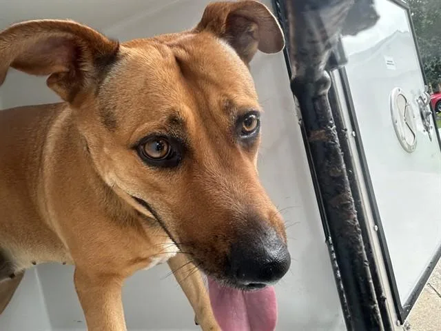 An adult large-sized female German Shepherd Dog dog named A for adoption in Houston, TX
