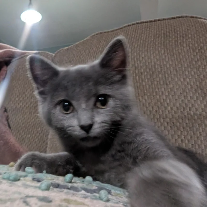 A baby medium-sized female Gray / Blue / Silver Domestic Short Hair cat named Puff for adoption in Menasha, WI