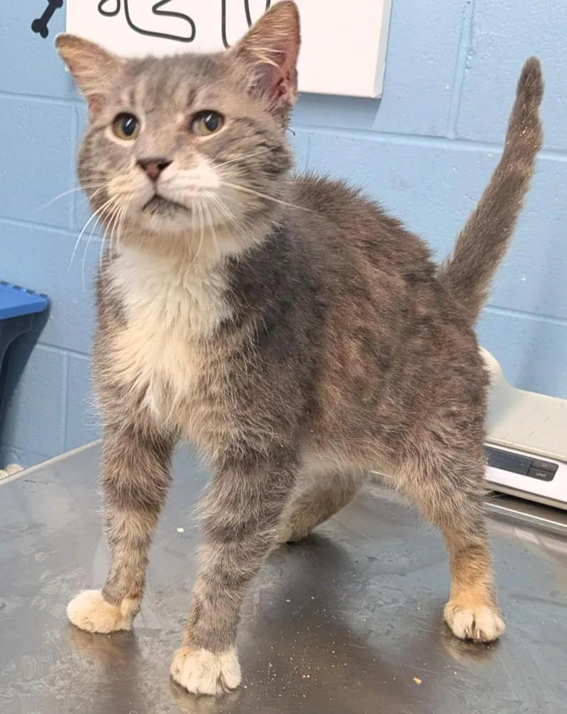 A senior medium-sized male Gray & White Domestic Short Hair cat named OC O'Malley for adoption in Evansville, IN