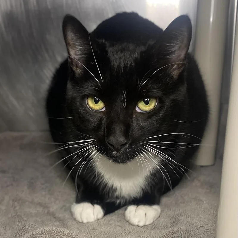 A young large-sized male Black Domestic Short Hair cat named Bobby for adoption in Palm Springs, CA