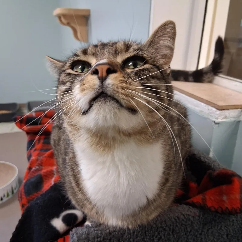 An adult large-sized male Brown / Chocolate Domestic Short Hair cat named Eclair for adoption in Middlebury, VT