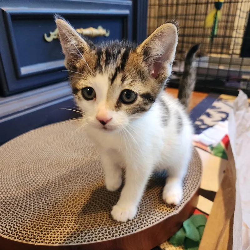 A baby small-sized male White Domestic Short Hair cat named Mcintosh for adoption in Ferndale, MI