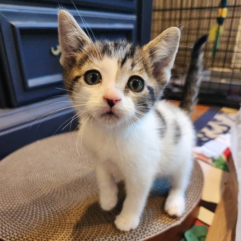 Mcintosh thumbnail 3