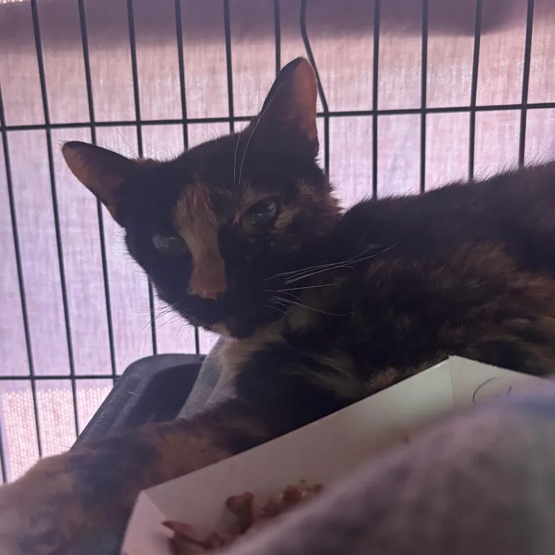 A young medium-sized female Torbie Domestic Short Hair cat named Calypso Queen for adoption in Lakeland, FL