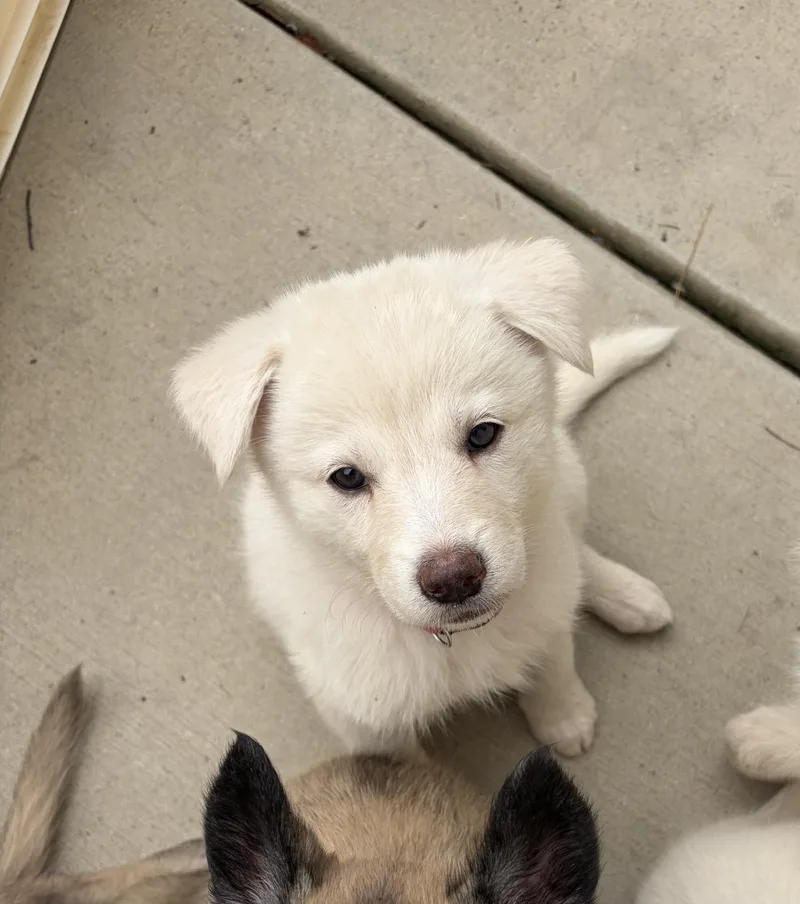 A baby small-sized female Shepherd dog named Gigi for adoption in santa monica, CA