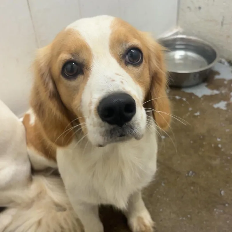 An adult medium-sized male Yellow / Tan / Blond / Fawn Mixed Breed dog named Hoss for adoption in Huntington, WV