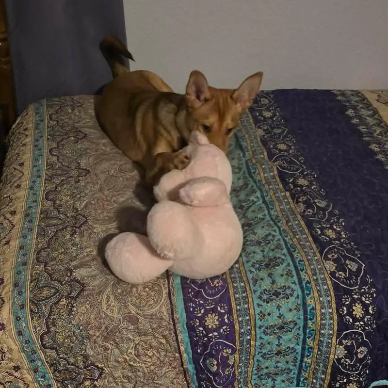 Ginger Ja thumbnail 2