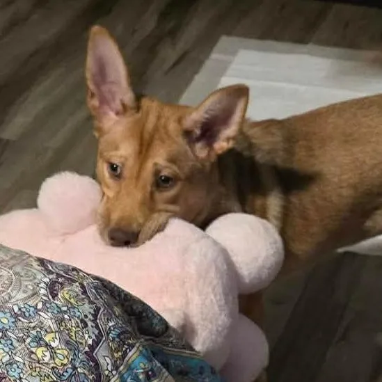 Ginger Ja thumbnail 3