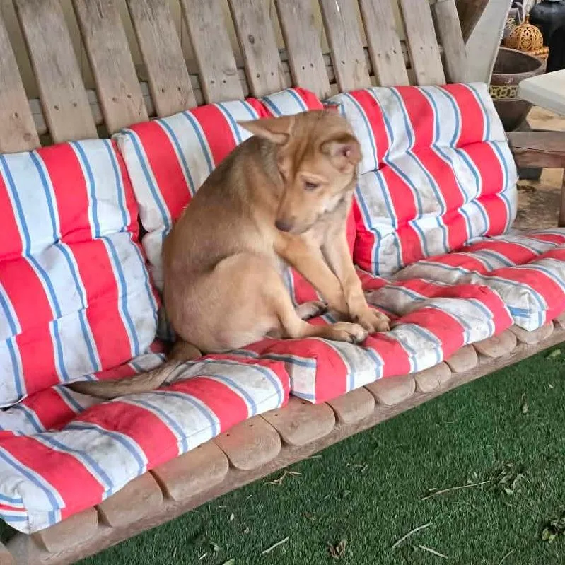 Ginger Ja thumbnail 4