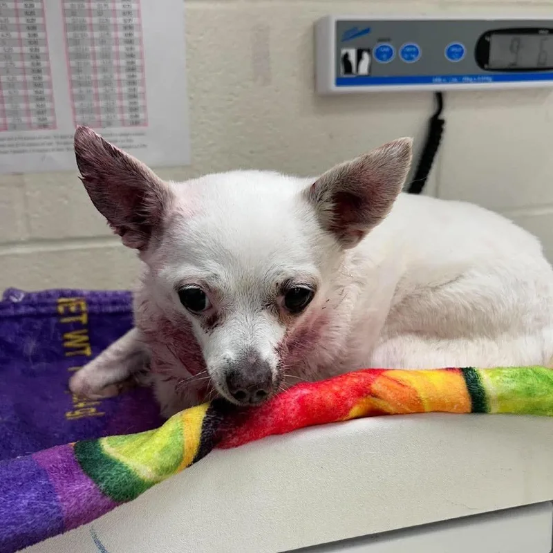 A senior small-sized female Chihuahua dog named Snowflake aka Fancy for adoption in Bastrop, TX