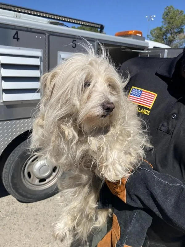 An adult small-sized female Maltese dog named Elsa for adoption in Victorville, CA