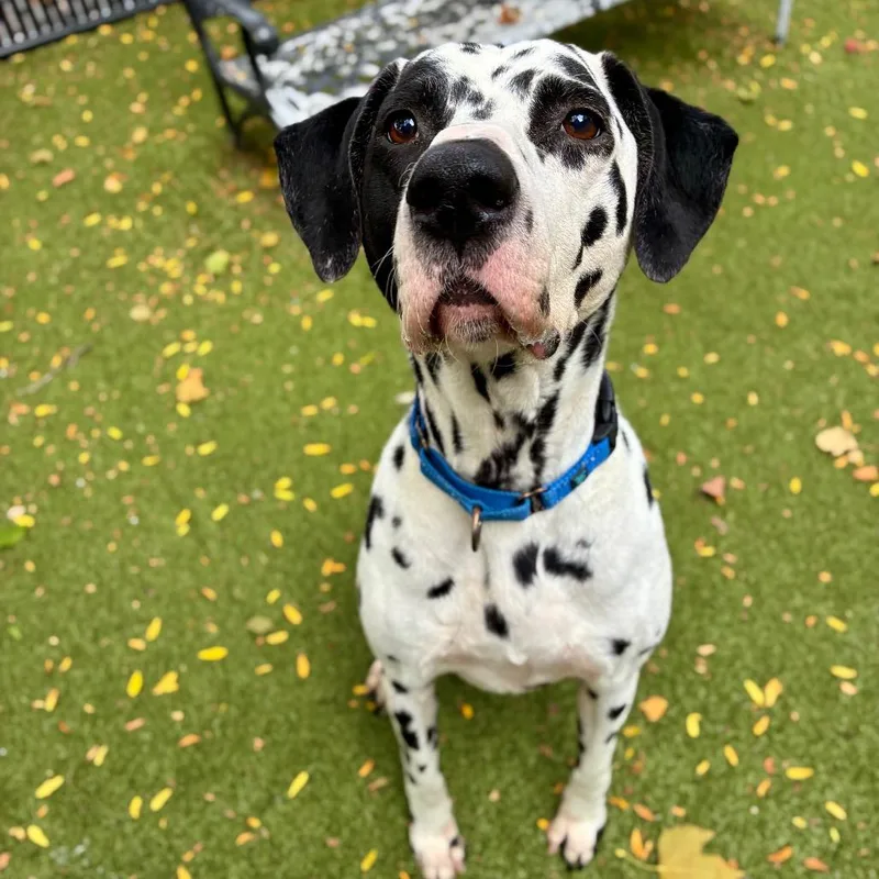 An adult large-sized male White / Cream Dalmatian dog named Domino for adoption in Providence, RI