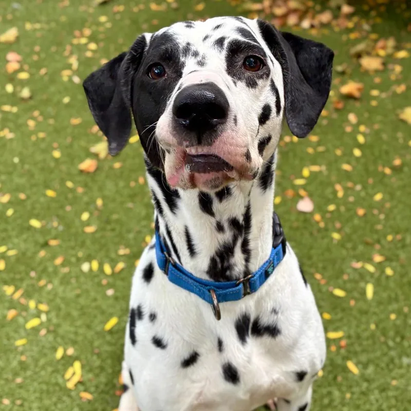 Domino thumbnail 4