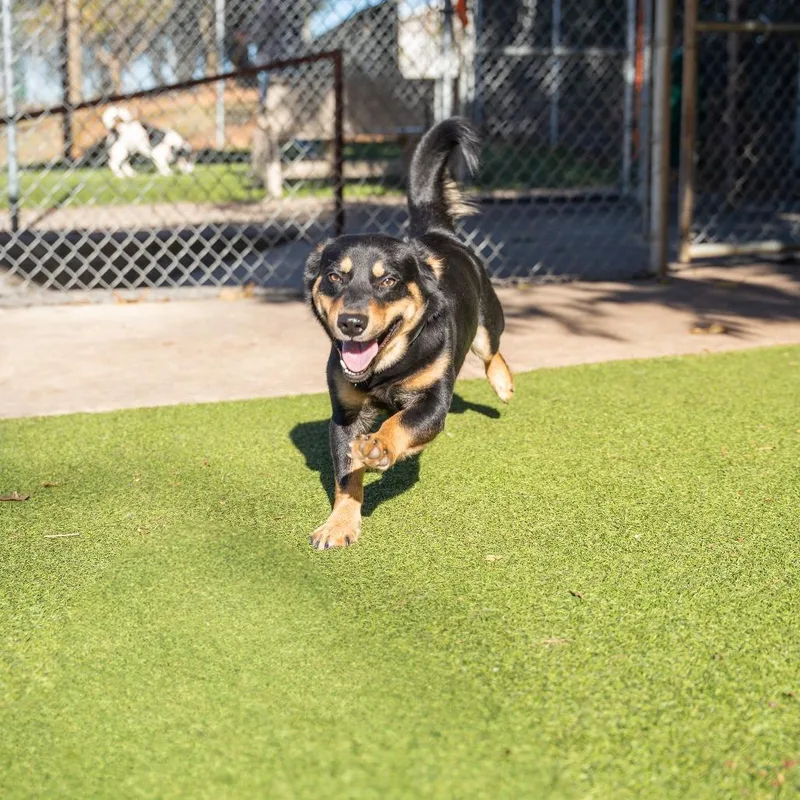 A young medium-sized male Black Dachshund dog named Bear for adoption in Gainesville, GA