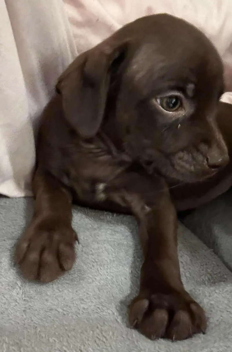 Brownie