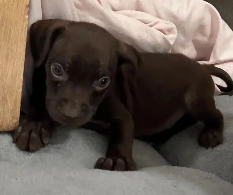 Brownie thumbnail 2