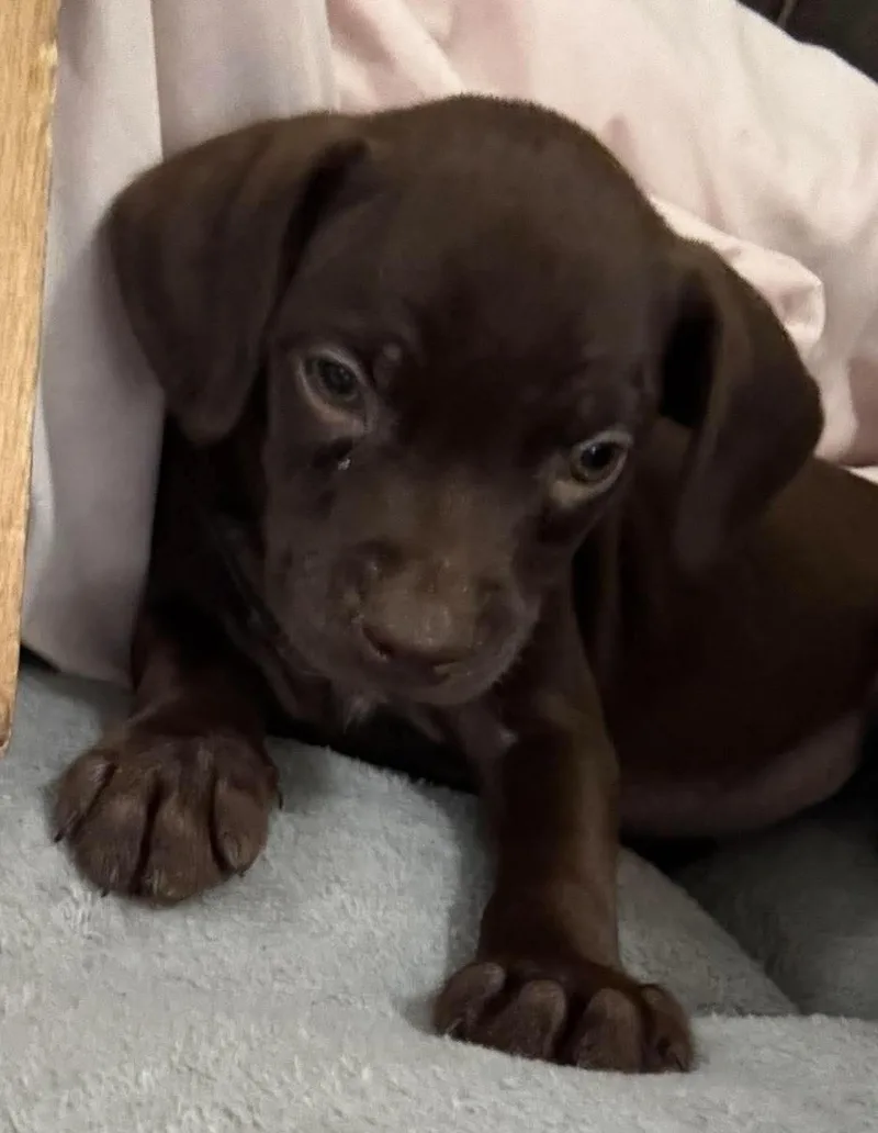 Brownie thumbnail 4